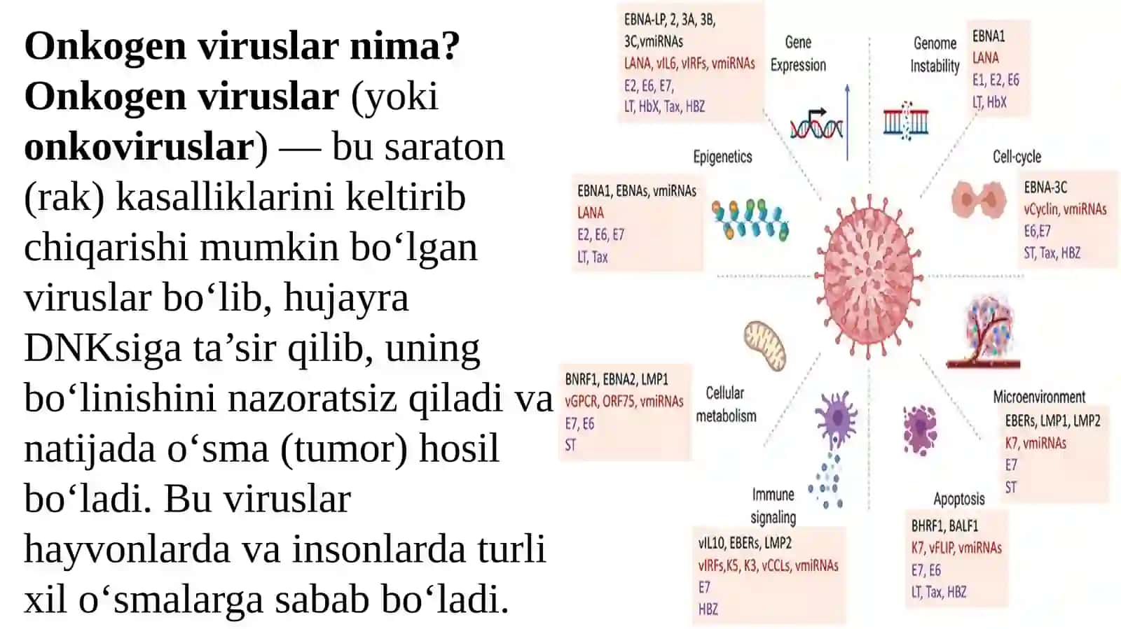 ONKOGEN VIRUSLARNING KLASSIFIKASIYASI 4