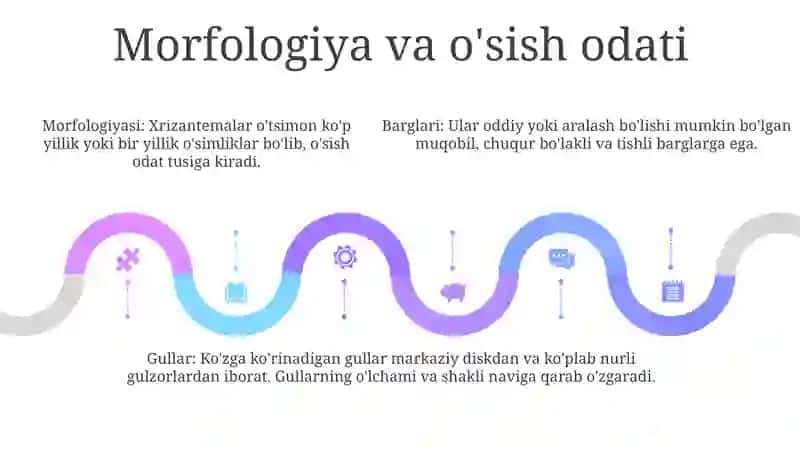Xrizantema 4