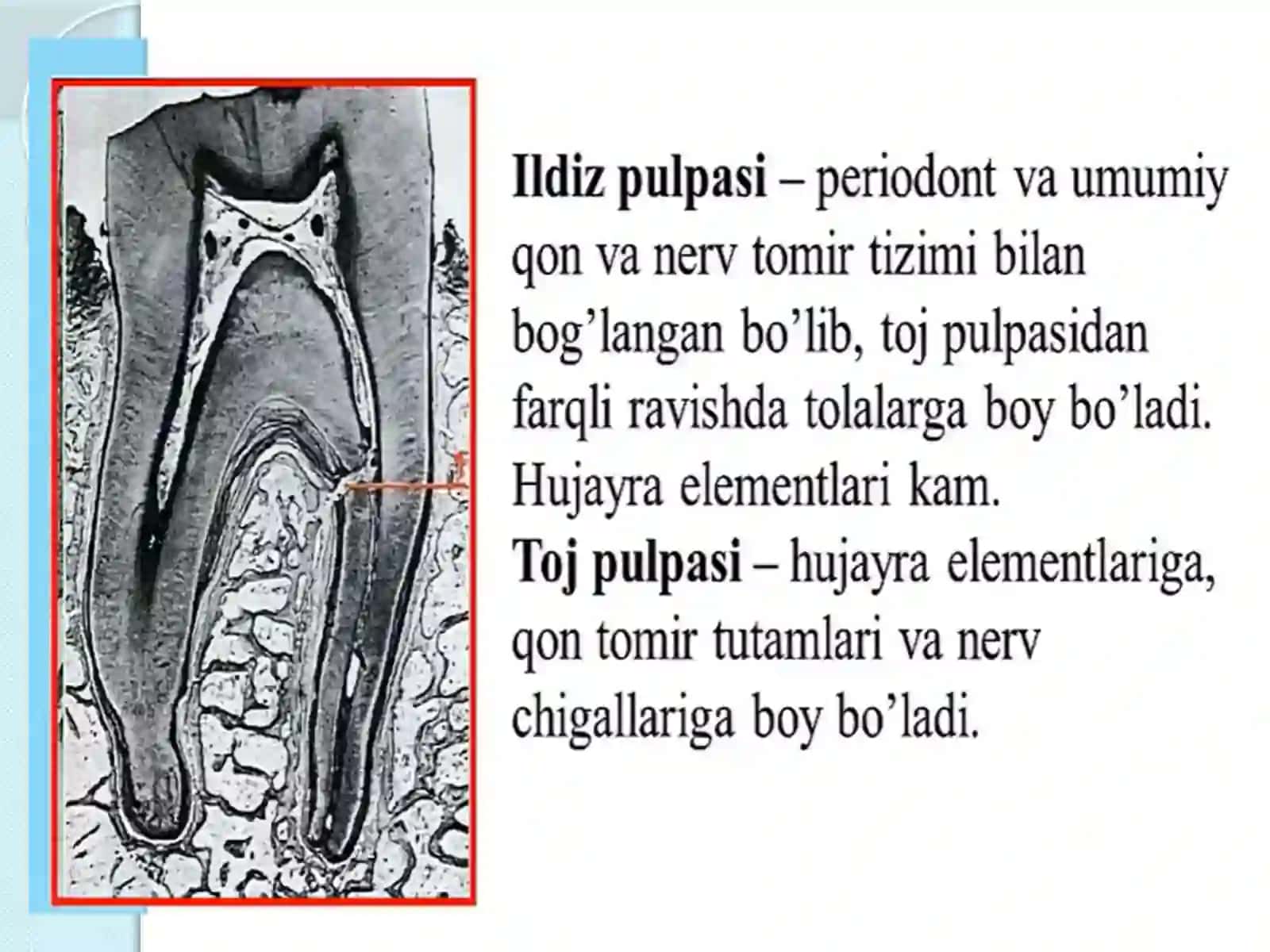 Pulpitlar.TasnifiEtiologiyai.Patogenezi 4