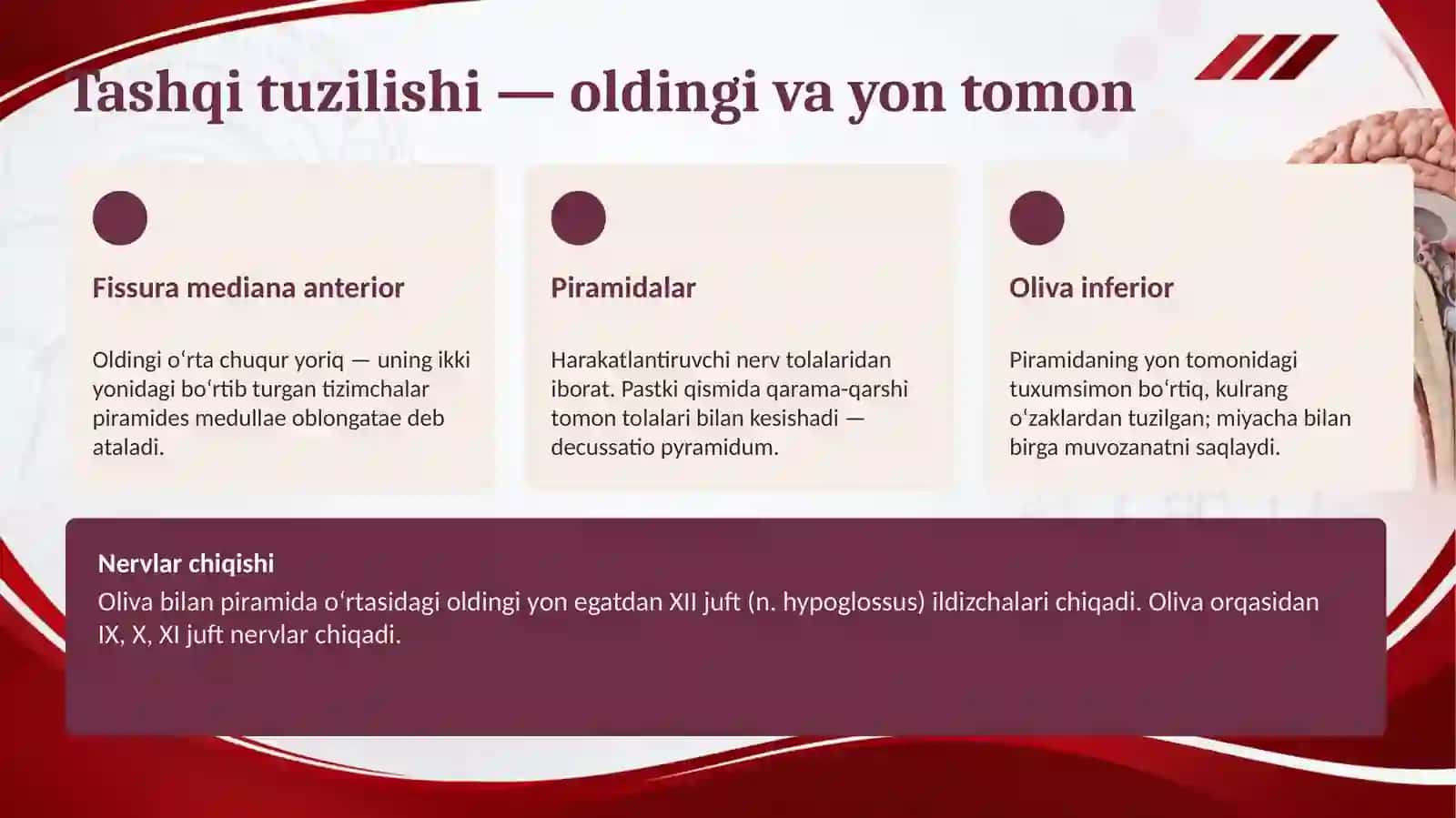 Uzunchoq miya va miya ko'prigi 4