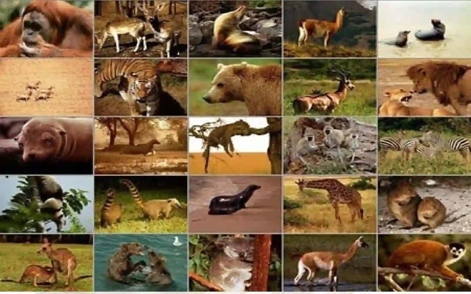 7-sinf Zoologiya 'Sutemizuvchilarning ko'payishi, rivojlanishi va kelib chiqishi' ko'rgazma 4