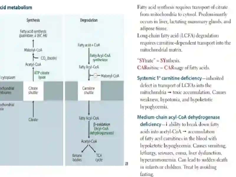 Lipidmobilizationandcatabolism 4