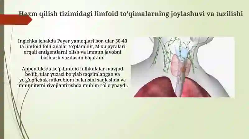 Hazmyoʻllarilimfoidi 4