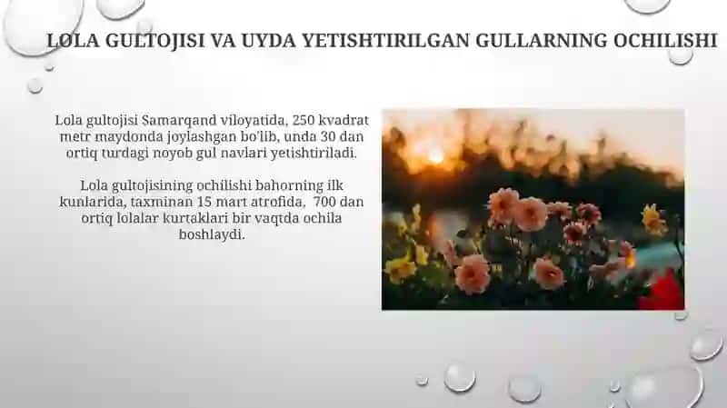 Lola Gultojisi Va Uyda Yetishtirilgan Gullarning Ochilishi 4