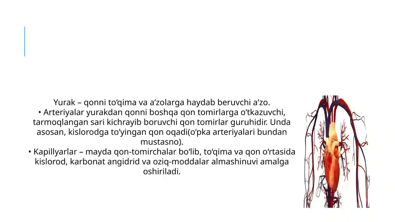 Yurak Anatomiyasi 4