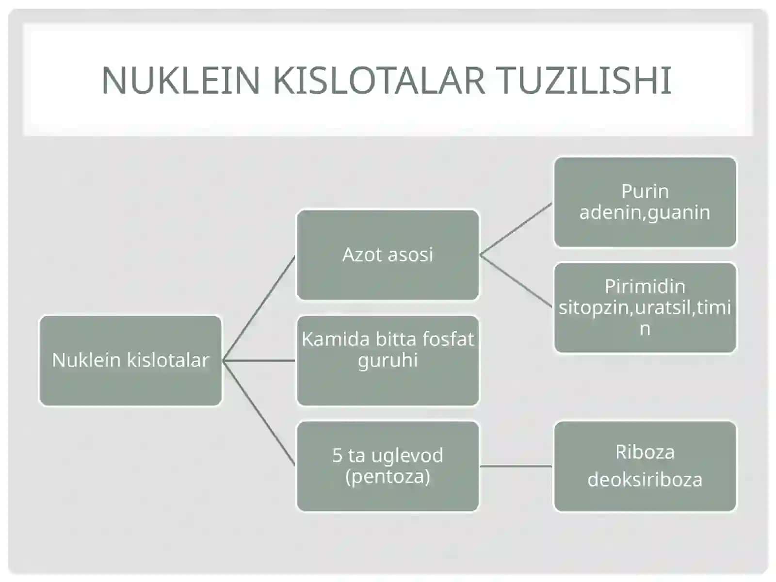 DNK strukturasi 4