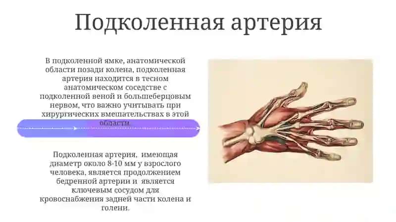 Бедренная артерия, Внутренняя и наружная подвздошные артерии, Артерии голени и стопы 4