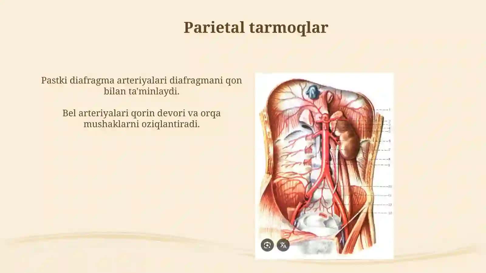 Qorin aortasi 4