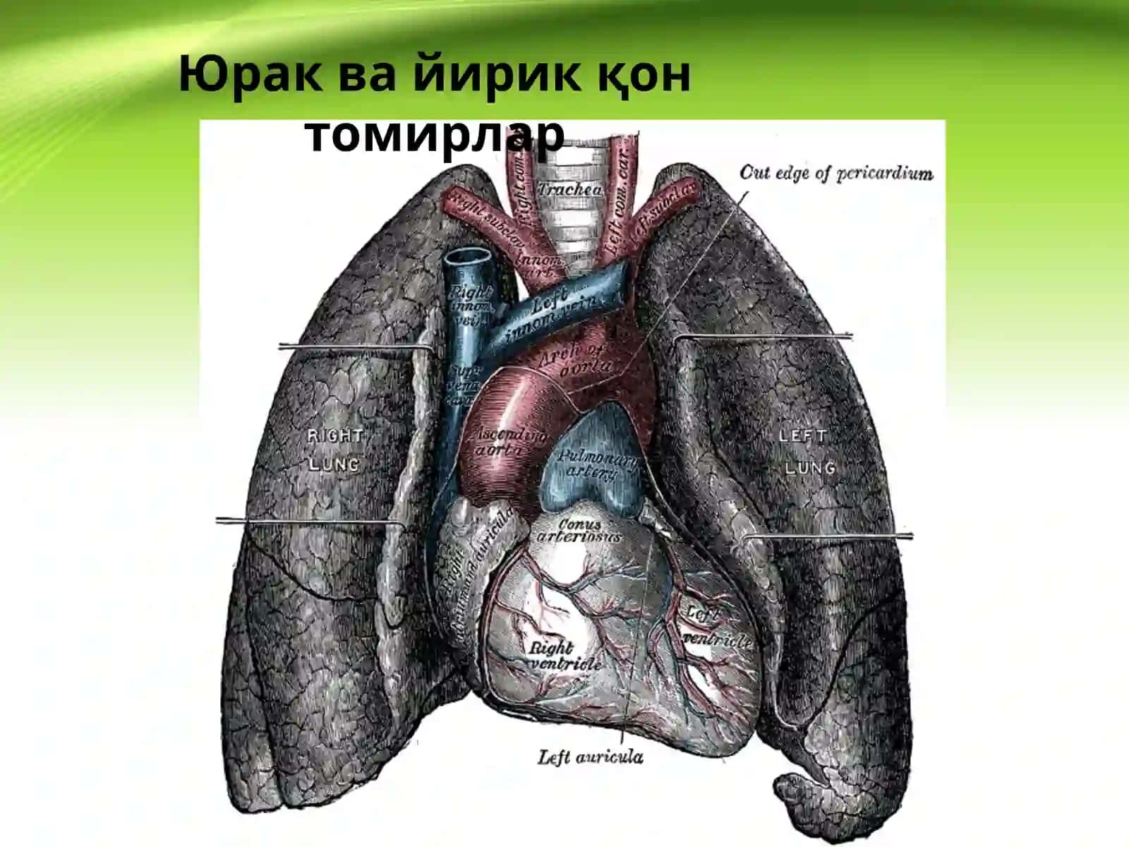 YURAK VA QON AYLANISH 4