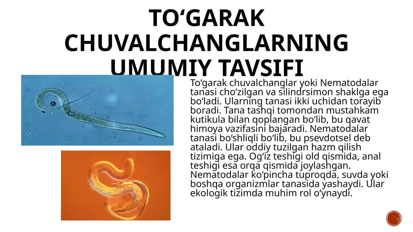 To'garak chuvalchanglar (Nematoda) ning umumiy tavsifi Xartumboshli chuvalchanglar (Cephalorhyncha) tuzilishi ta'rifi 4