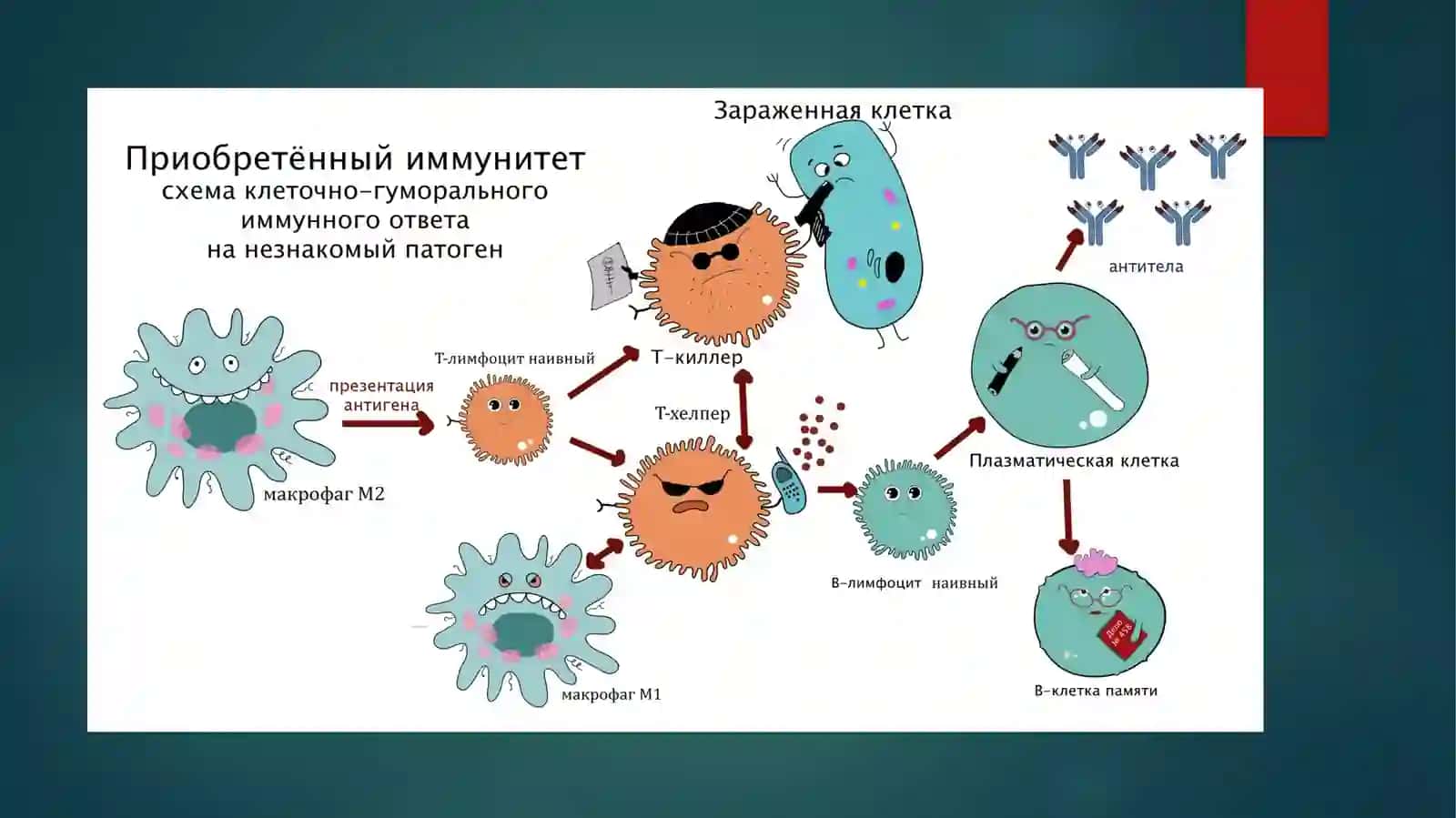Immunitet 4