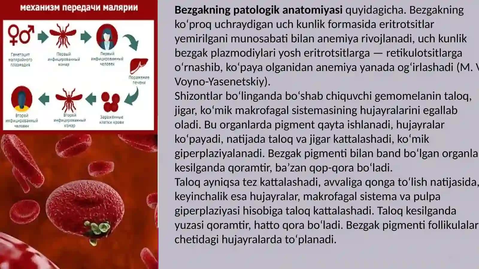 Parazitarinfeksiyalar 4