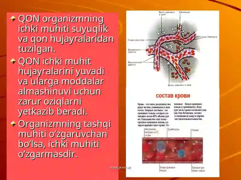 QON TOMIR FIZIOLOGIYASI 4