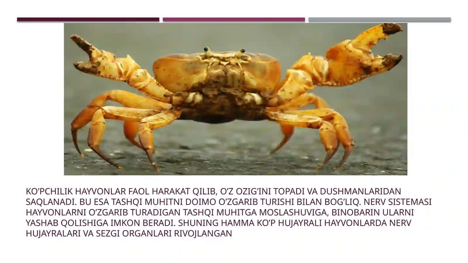 Umurtqasiz organizmning nerv sistemasining tuzilishi 4