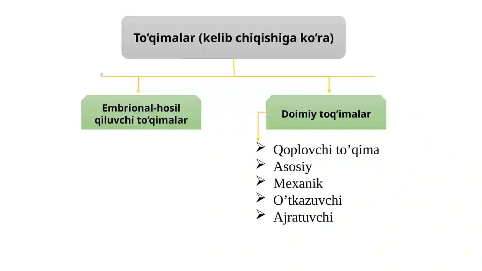 Tuzilishi va bajaradi vazifalari (O'simliklar biologiyasi) 4