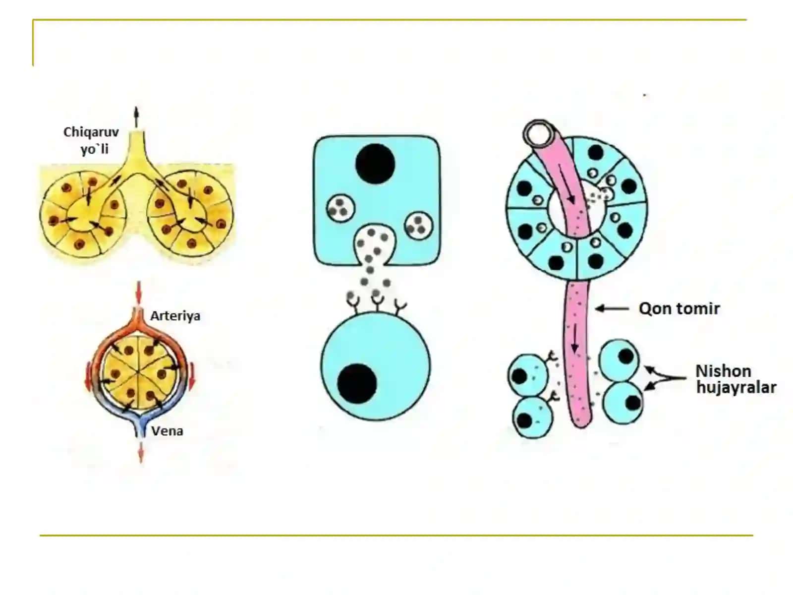 Endokrin tizim fiziologiyasi 4