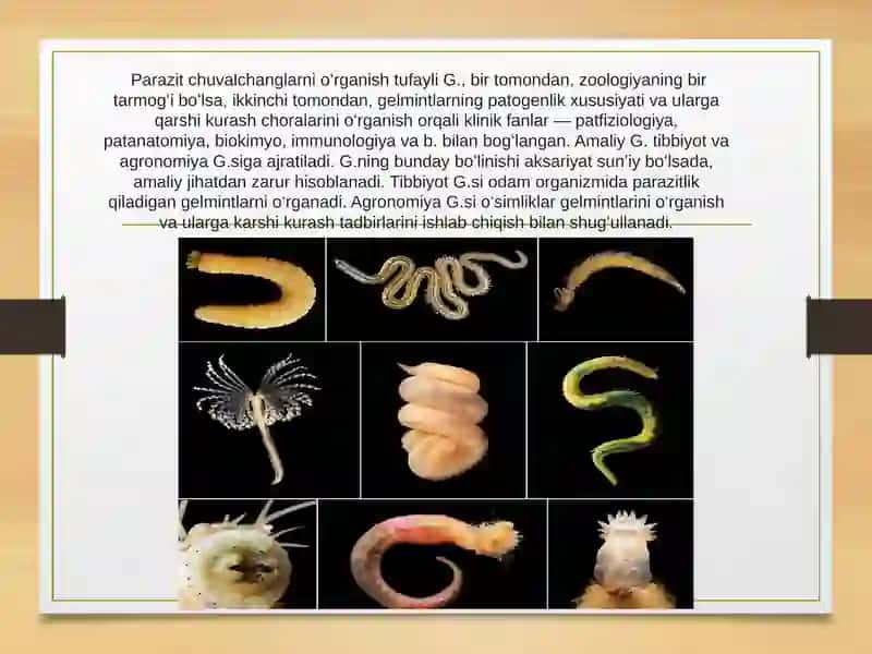 Gelmintologiya 4