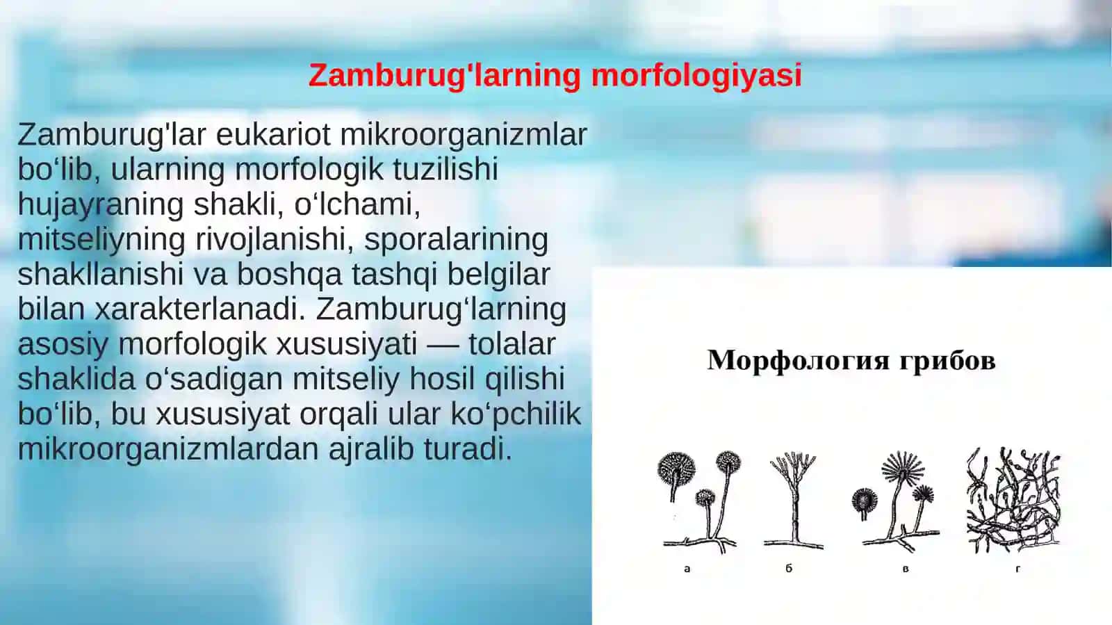 Zamburug'lar 4