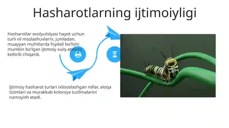 Hasharotlar evolyutsiyasi 4