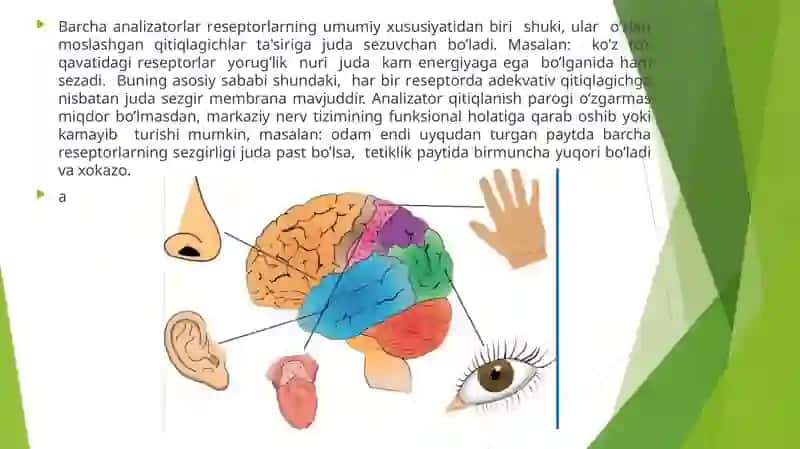 Analizatorlarning yosh xususiyatlari va gigieniyasi 4