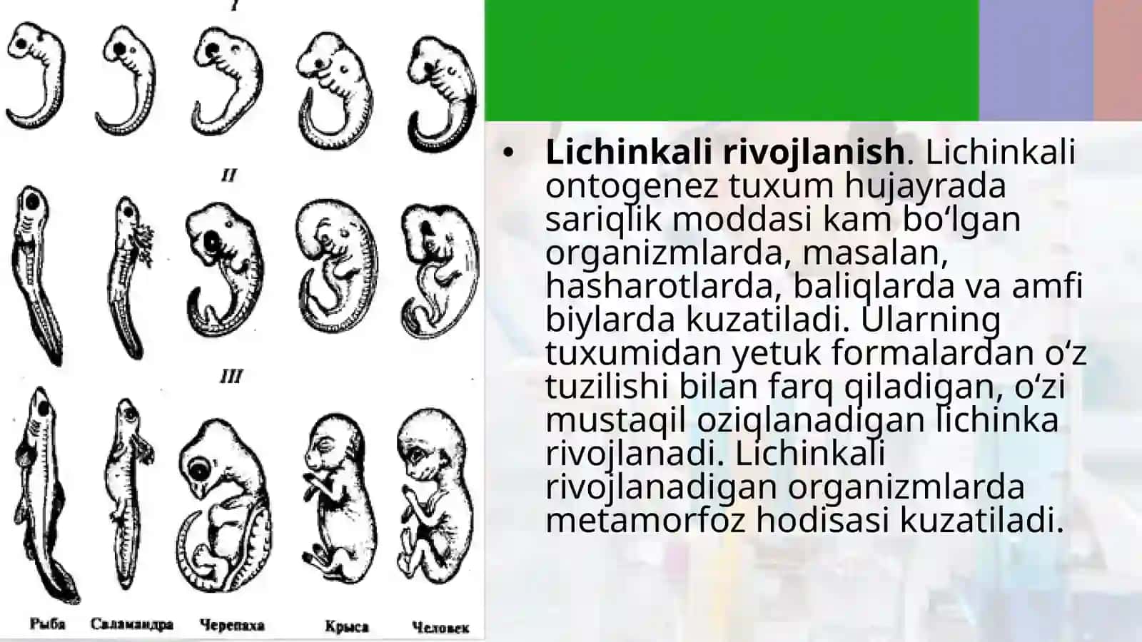 Ontogenez–tirikorganizmlarning individual rivojlanishi 4