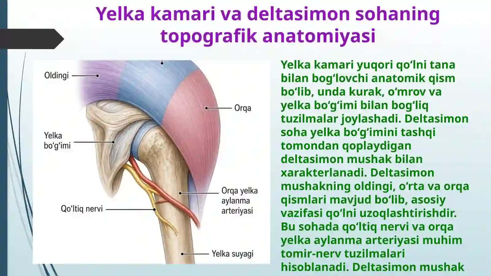 Yuqori qo‘l topografik anatomiyasi 4