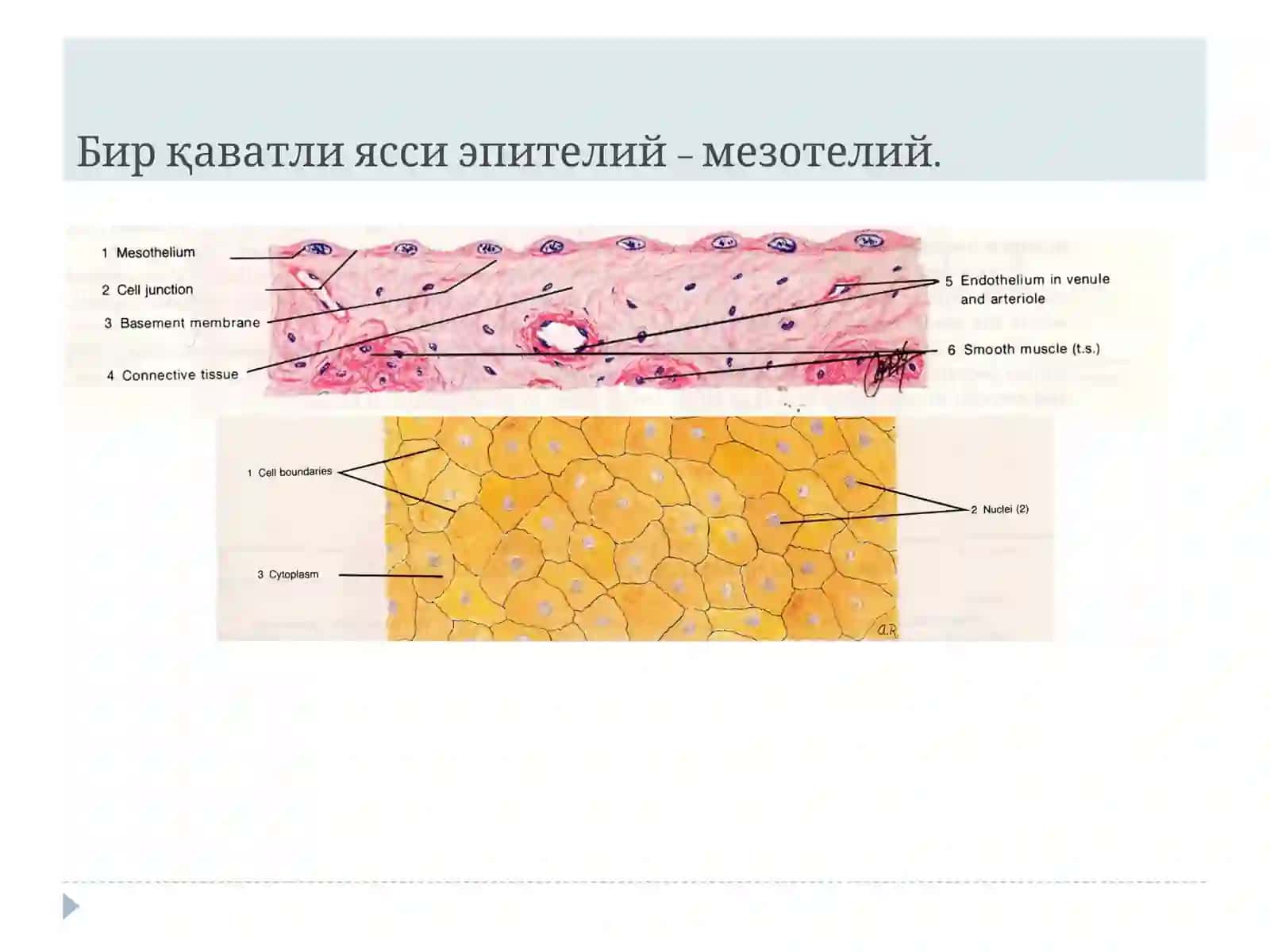 Эпителийтўқимаси 4