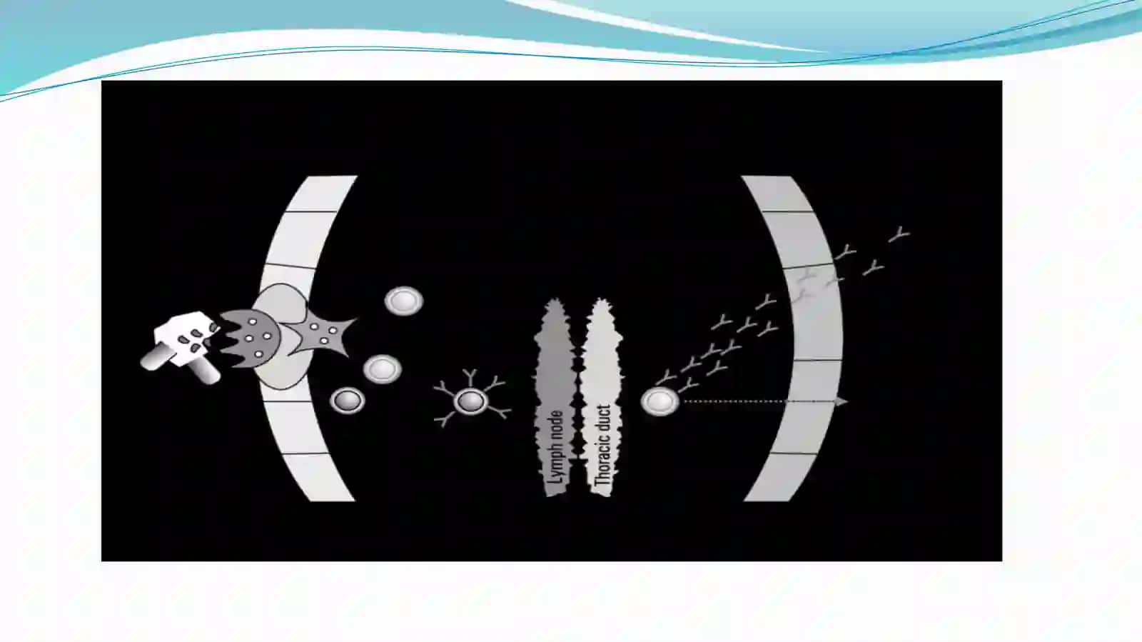 IMMUNITETGA TASIR ETUVCHIMODDALAR 4