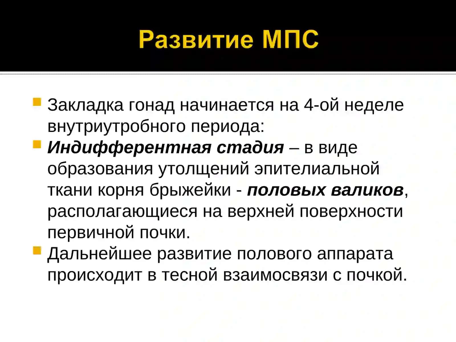 Мужская половая система 4