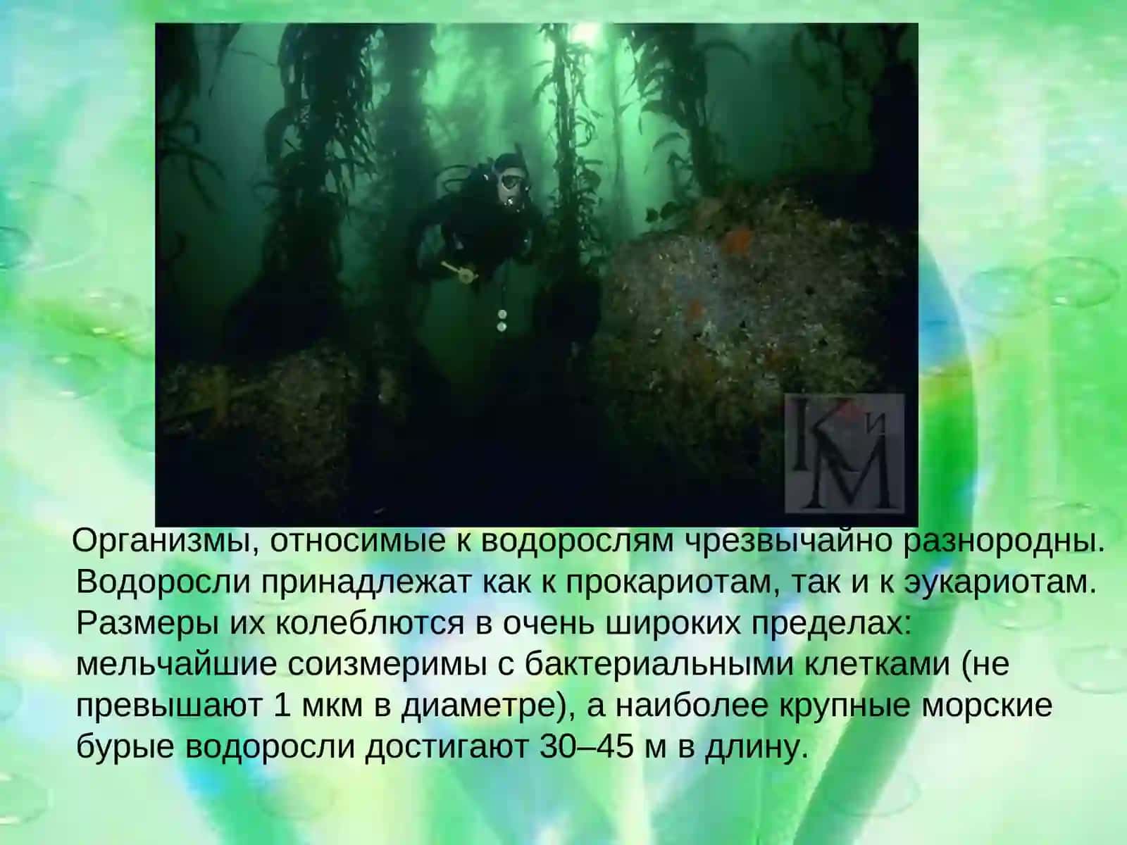 Водоросли 4