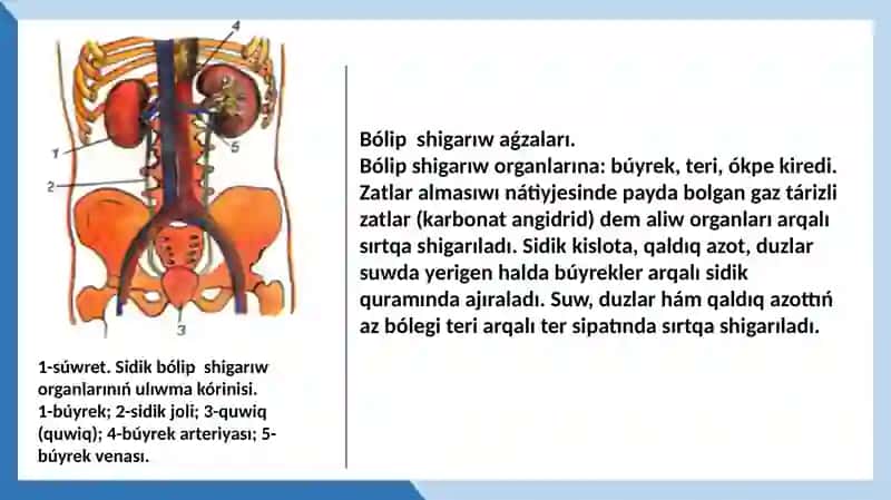 Bólip shigarıw organları fiziologiyası 4