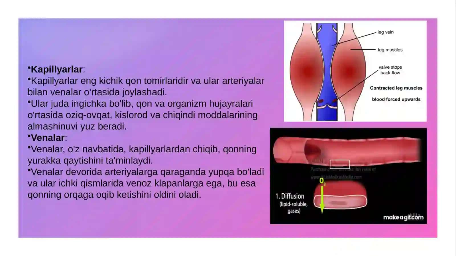 Qontomirlari.Tuzilishivaxususiyati.Yurakningtuzilishivafiziologiyasi.Qonaylanishdoirasi 4