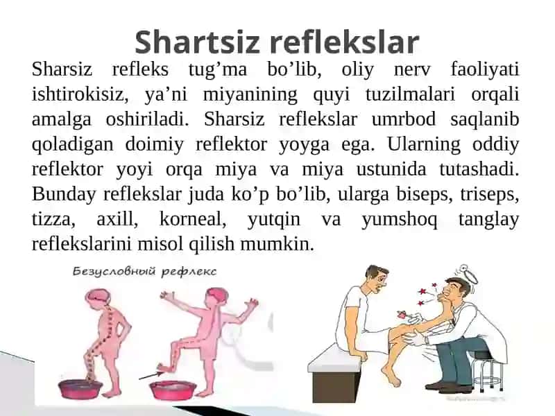 Nervmarkazlarning turli bo‘limlari 4