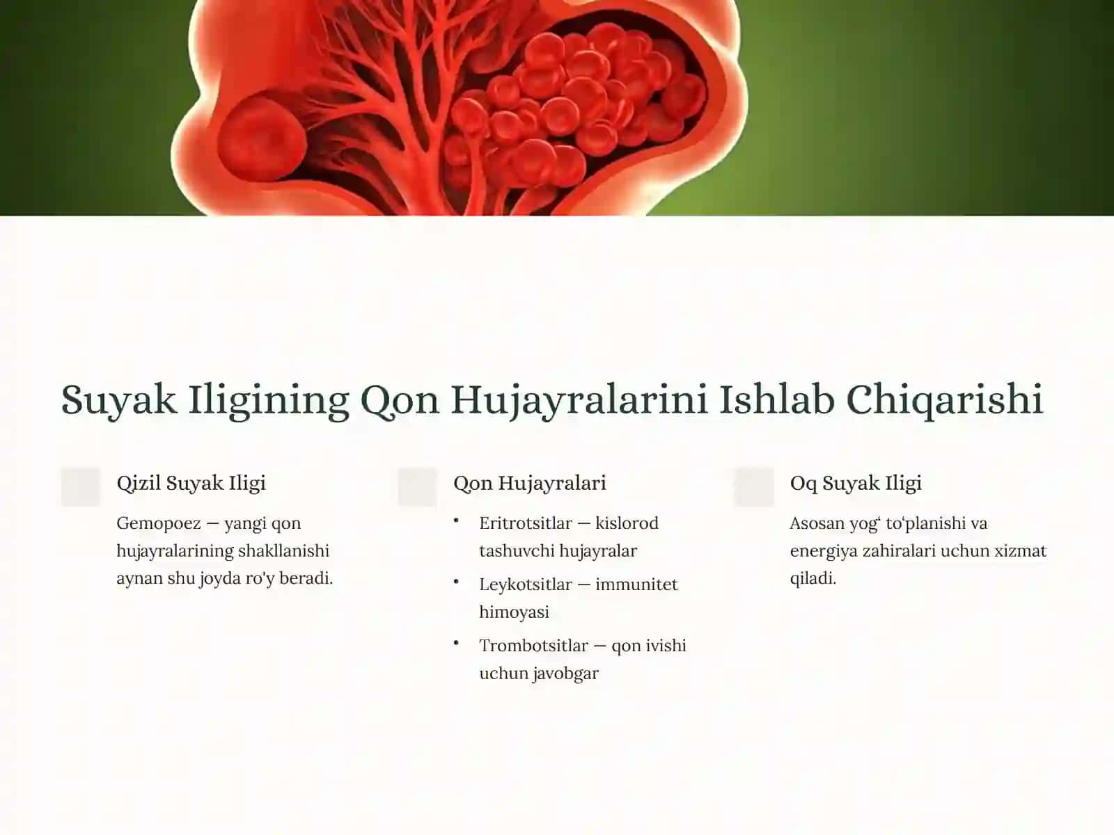 Qon va Suyak Tolali Biriktiruvchi To'qimalarning O'zaro Munosabati 4