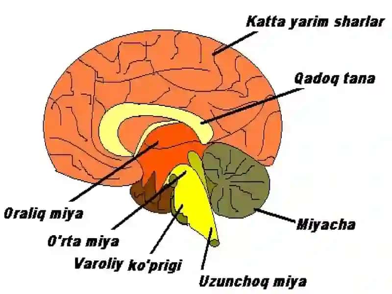 Oʻrtamiya,oraliqmiya,oxirgimiya, 3-qorincha 4
