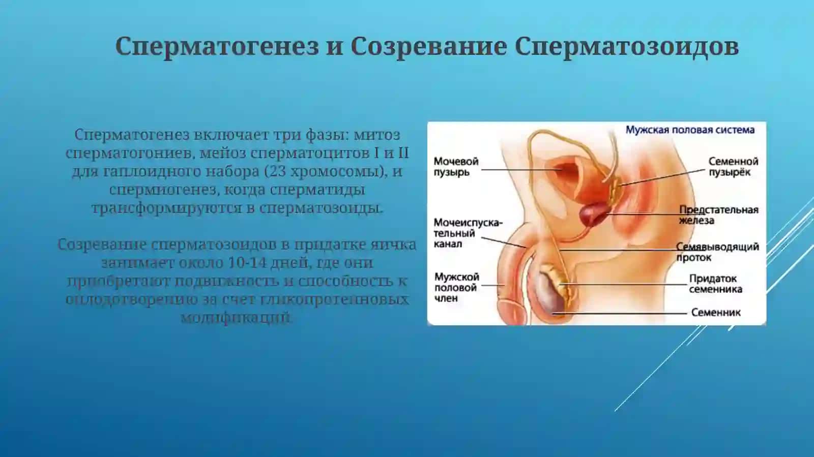 Мужеская половая система. Семенник, придаток семенника 4