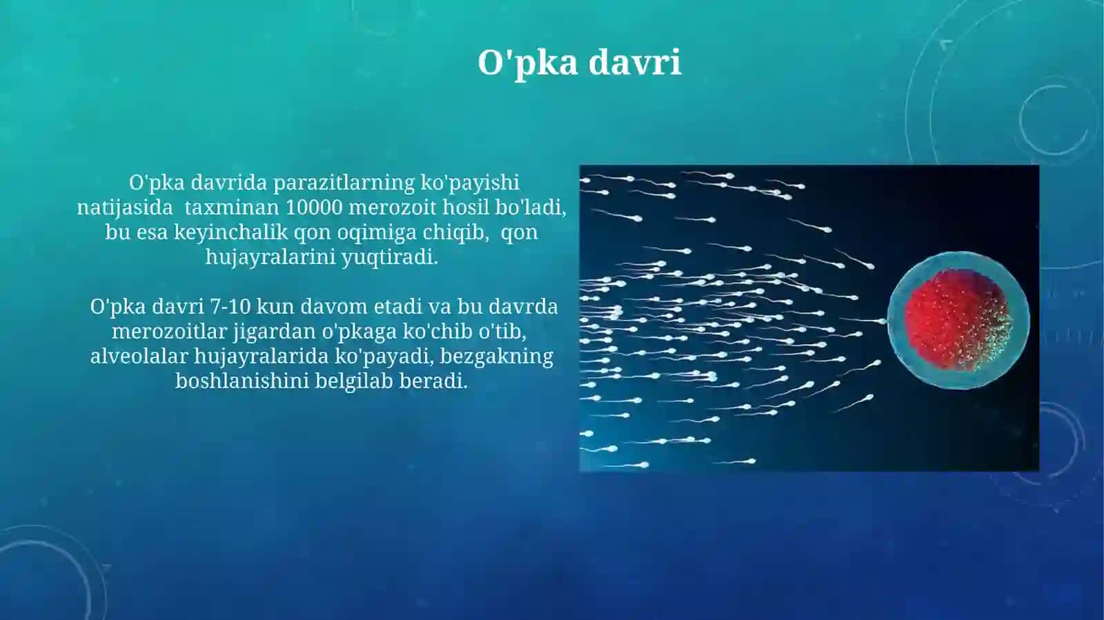Eritrotsitar shizogoniya davri 4