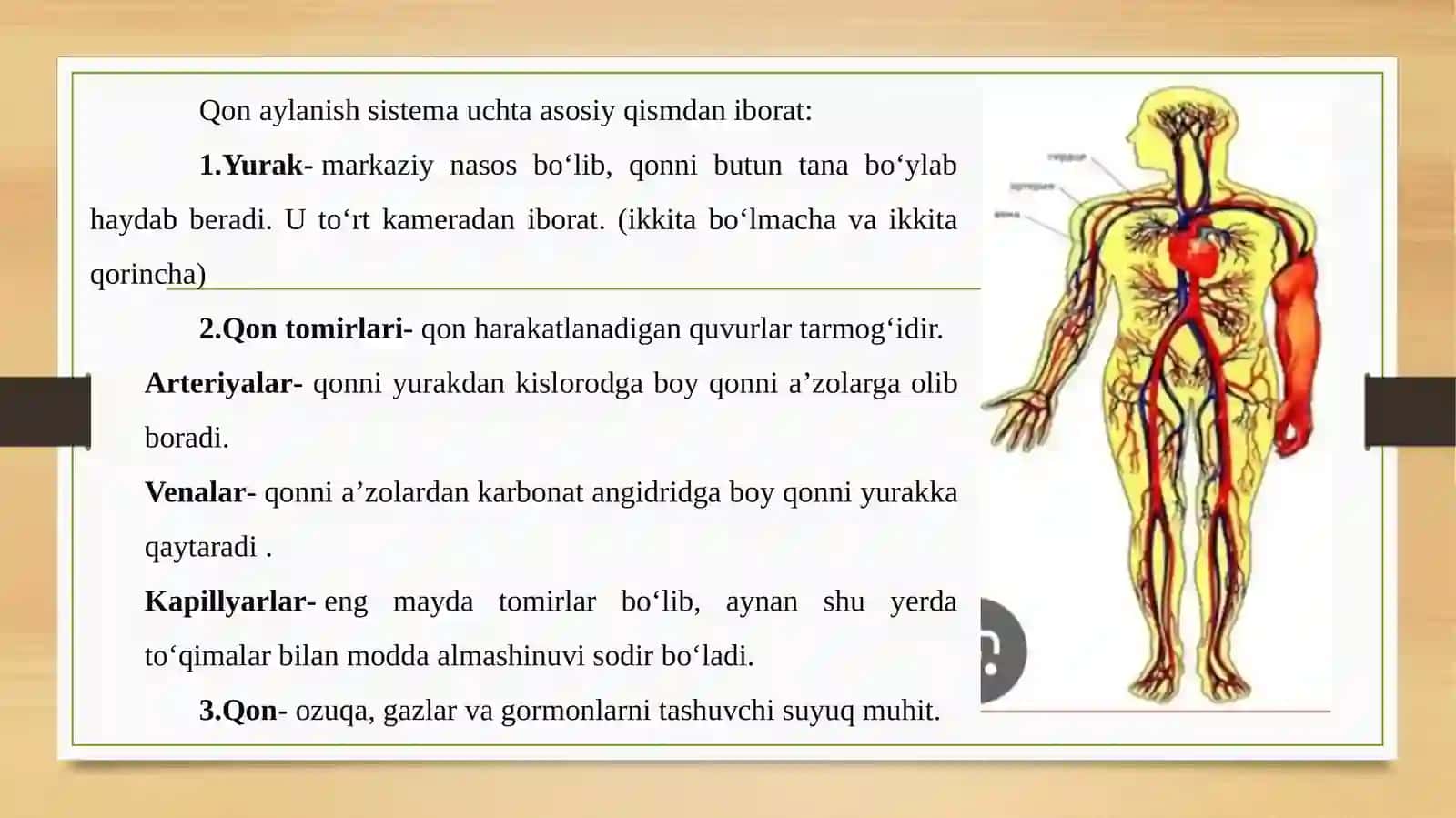 Yurak-qontomirlari Sistemasi 4