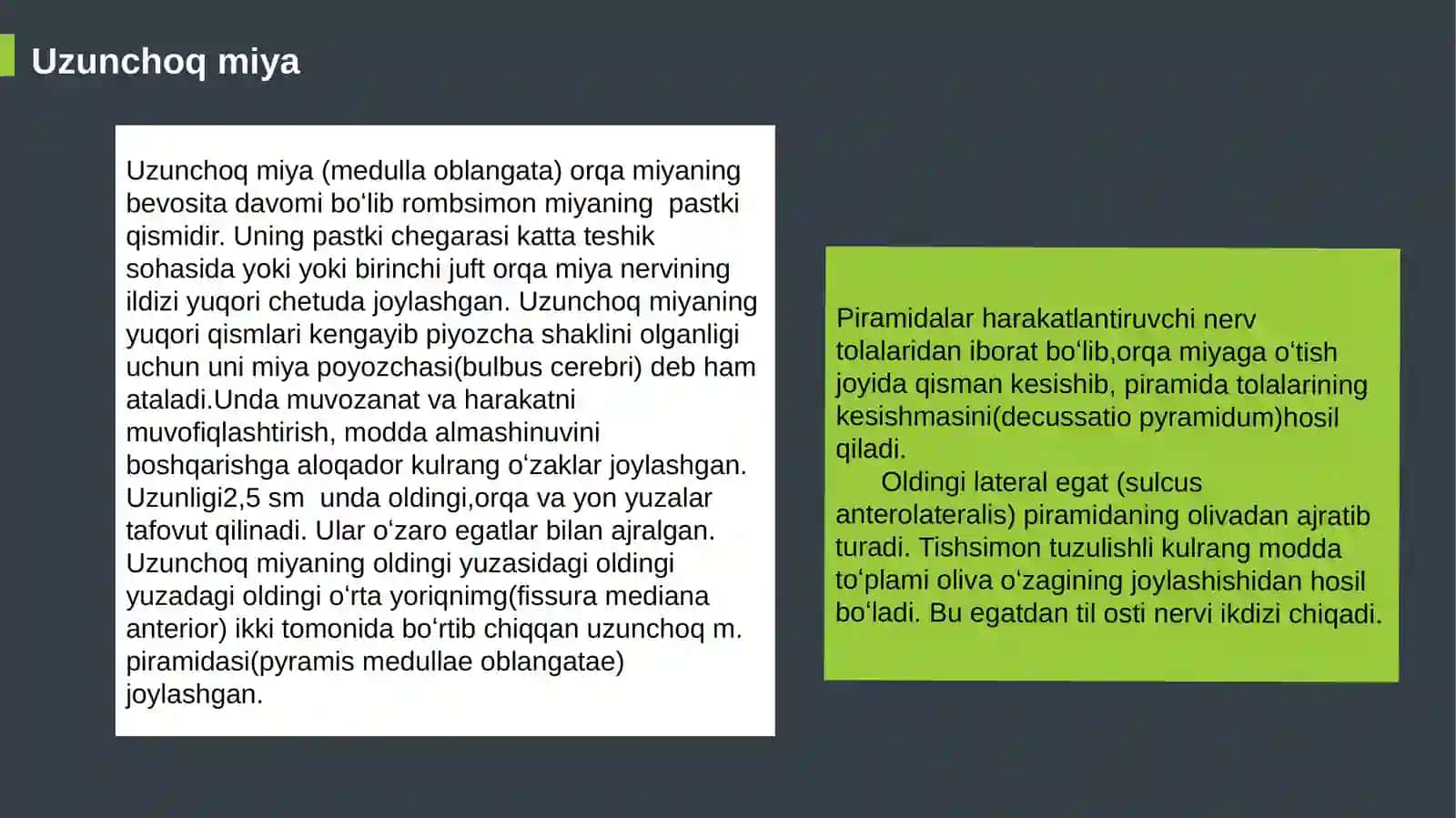 miya pogʻonasi anatomiyasi 4