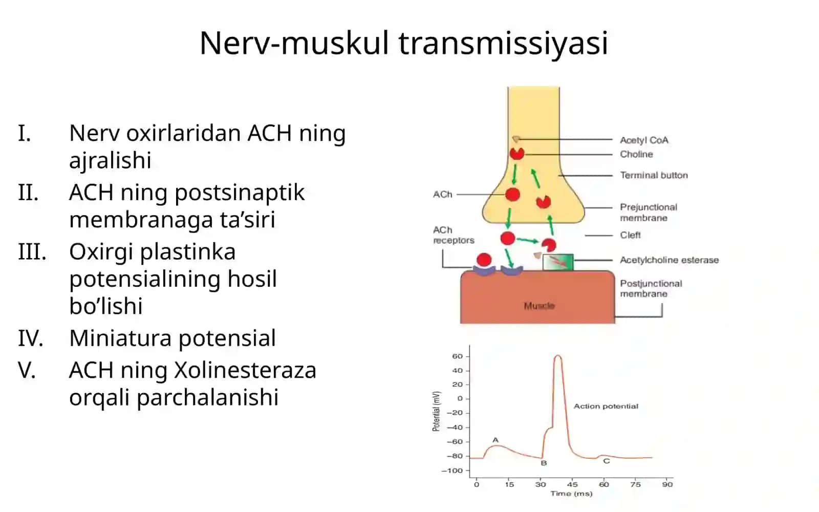 Nerv-muskul sinapsi 4
