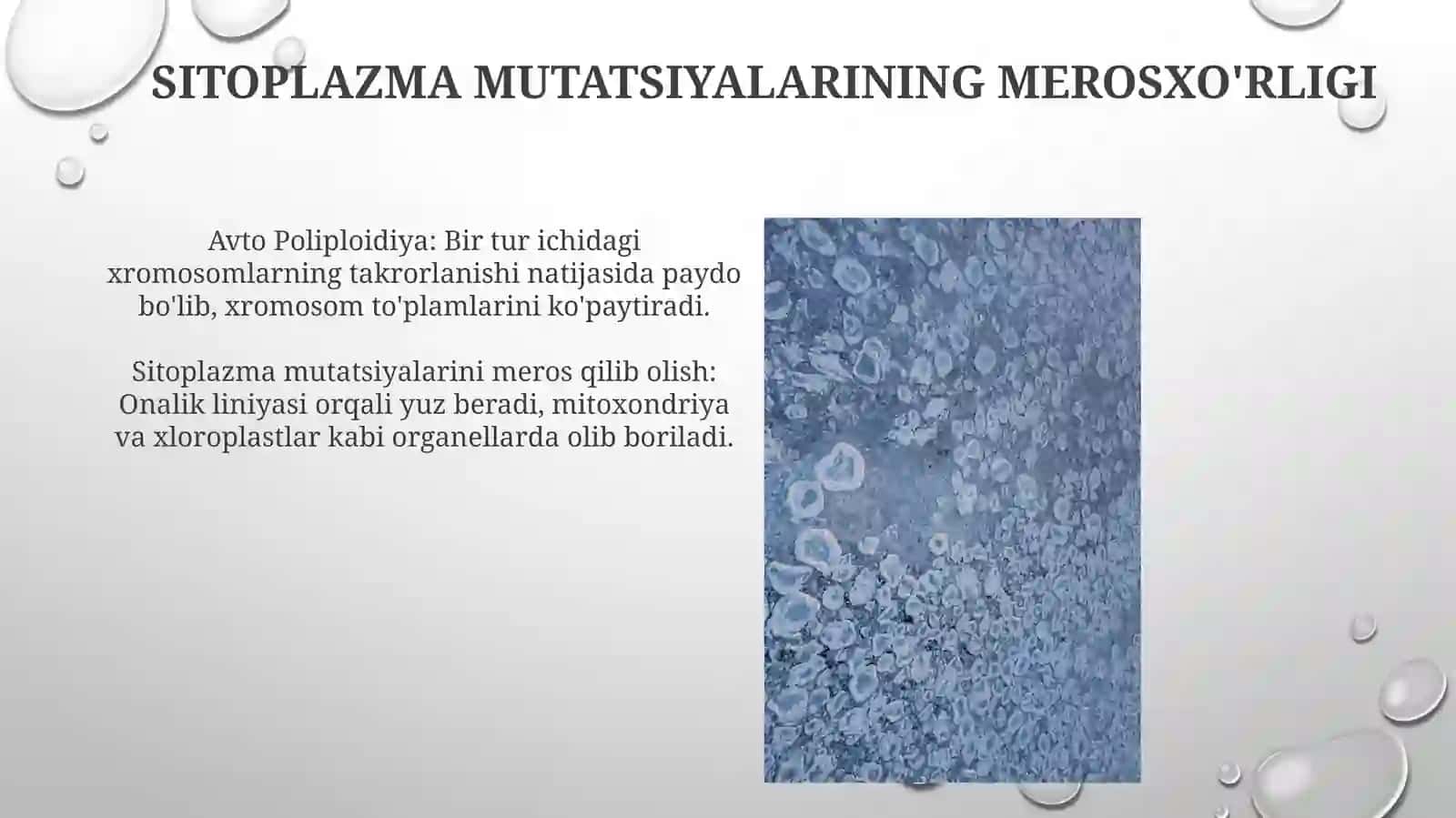 Avtopoliploidiya va allopolipoidiya, sitoplazmatik mutatsiyalar 4