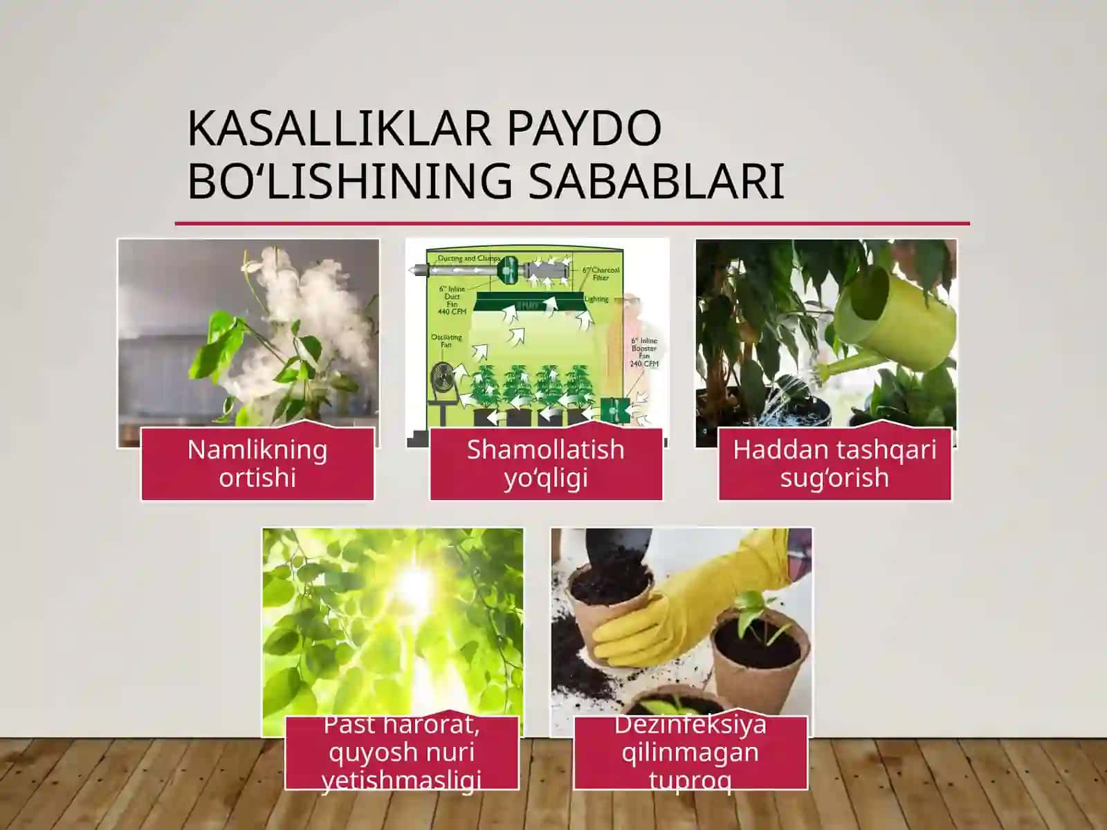 Manzarali o'simliklar kasalliklari 4