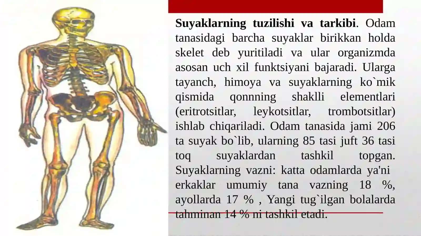 Tayanch-harakat apparatining yosh xususiyatlari va gigiyenasi 4