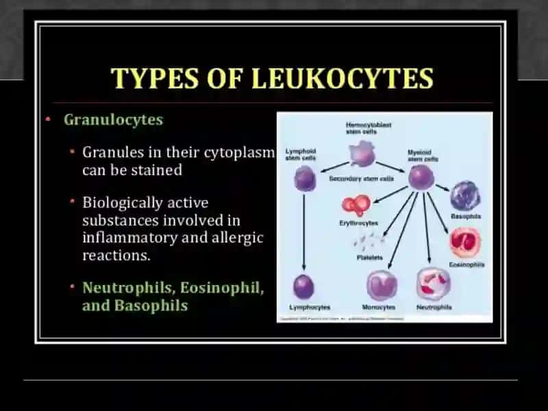leucocytes, white blood cells 4