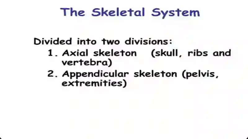 The skeletal system of a human being 4