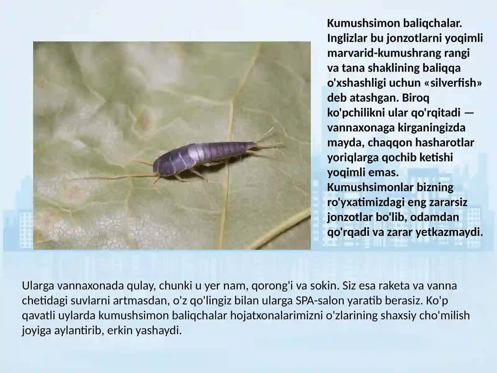 Biologiya - Sinantrop turlar 4