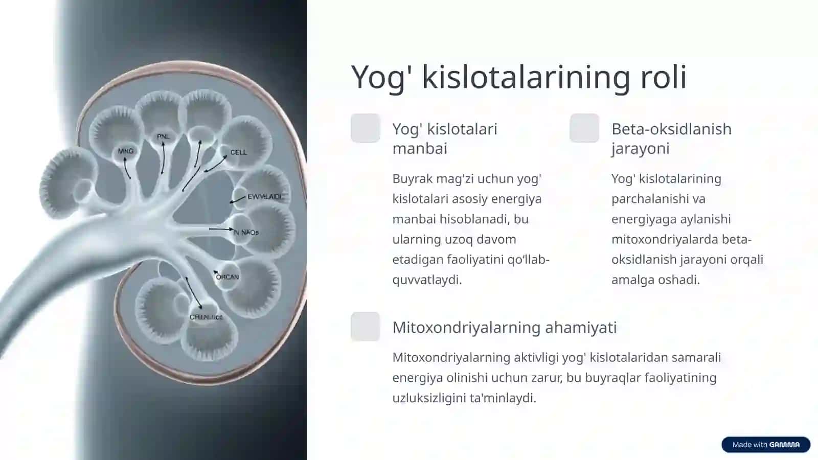 Buyrakning energiya bilan ta'minlanishining asosiy yo'llari 4