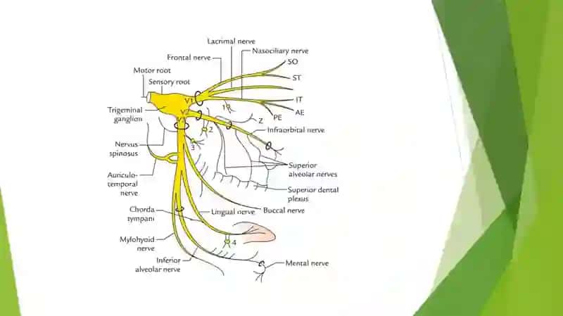 nervus fascialis 4