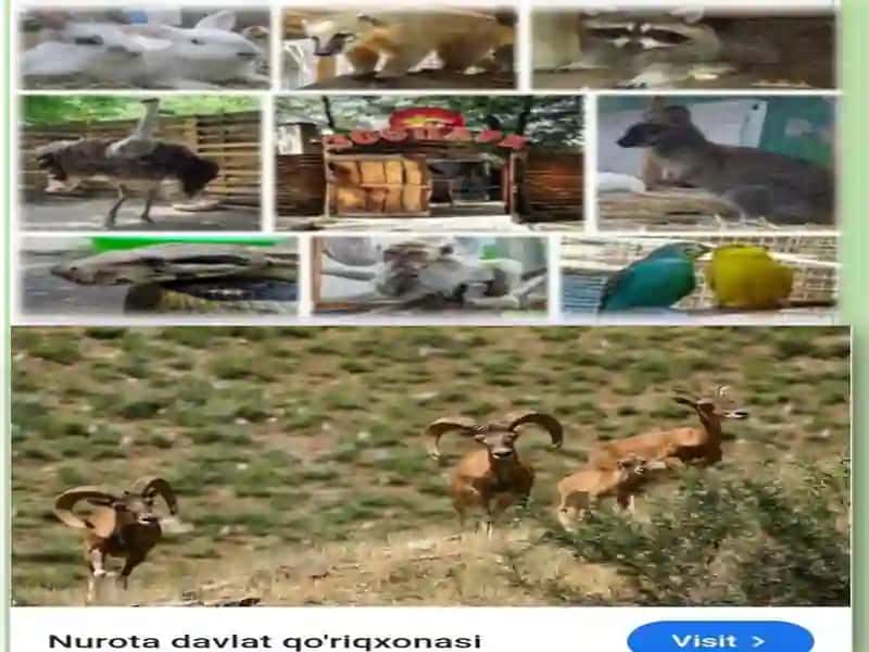 Odam faoliyati va hayvonot dunyosi - Bioekologiya fanining predmeti, maqsadi va vazifalari 4