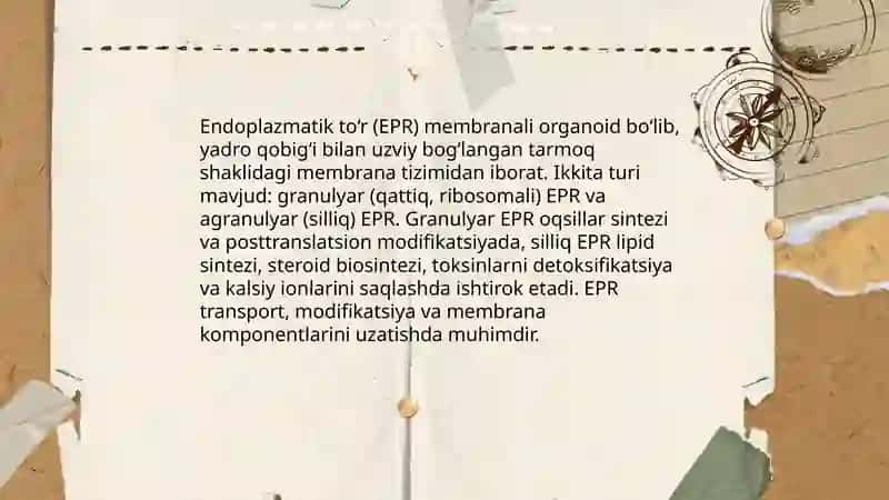 Sitoplazma organoidlarining klassifikatsiyasi 4